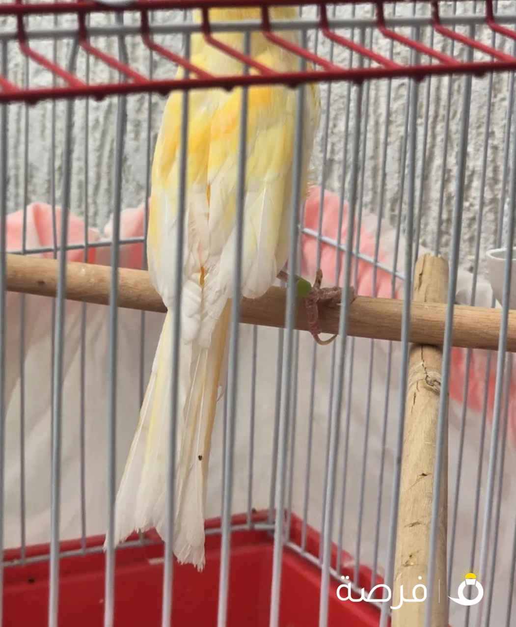 كناري ايراني تغريد حلو ولون حلو