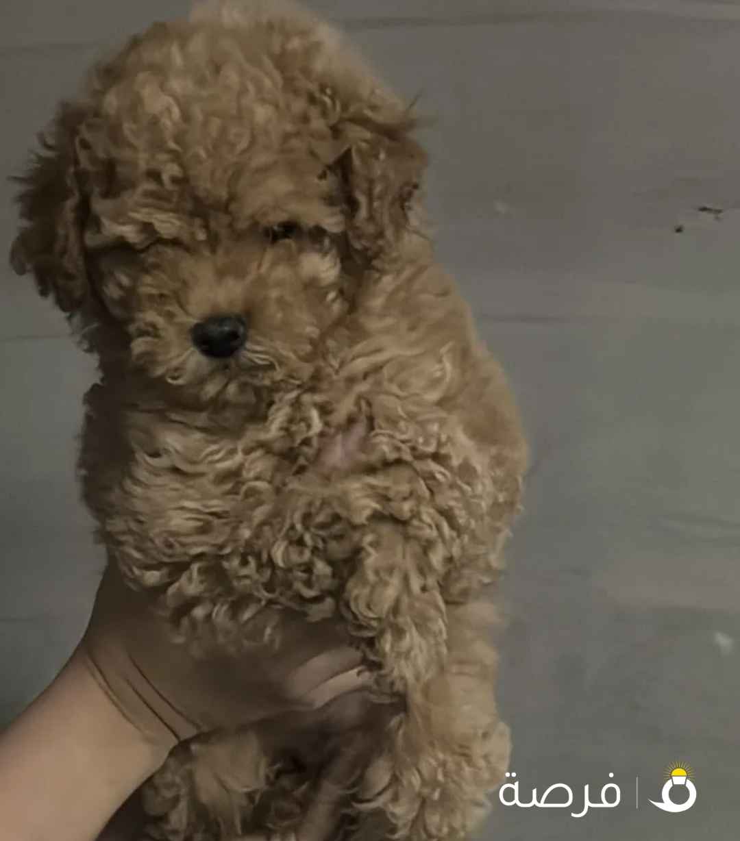 كلب توي بودل انثى بيور