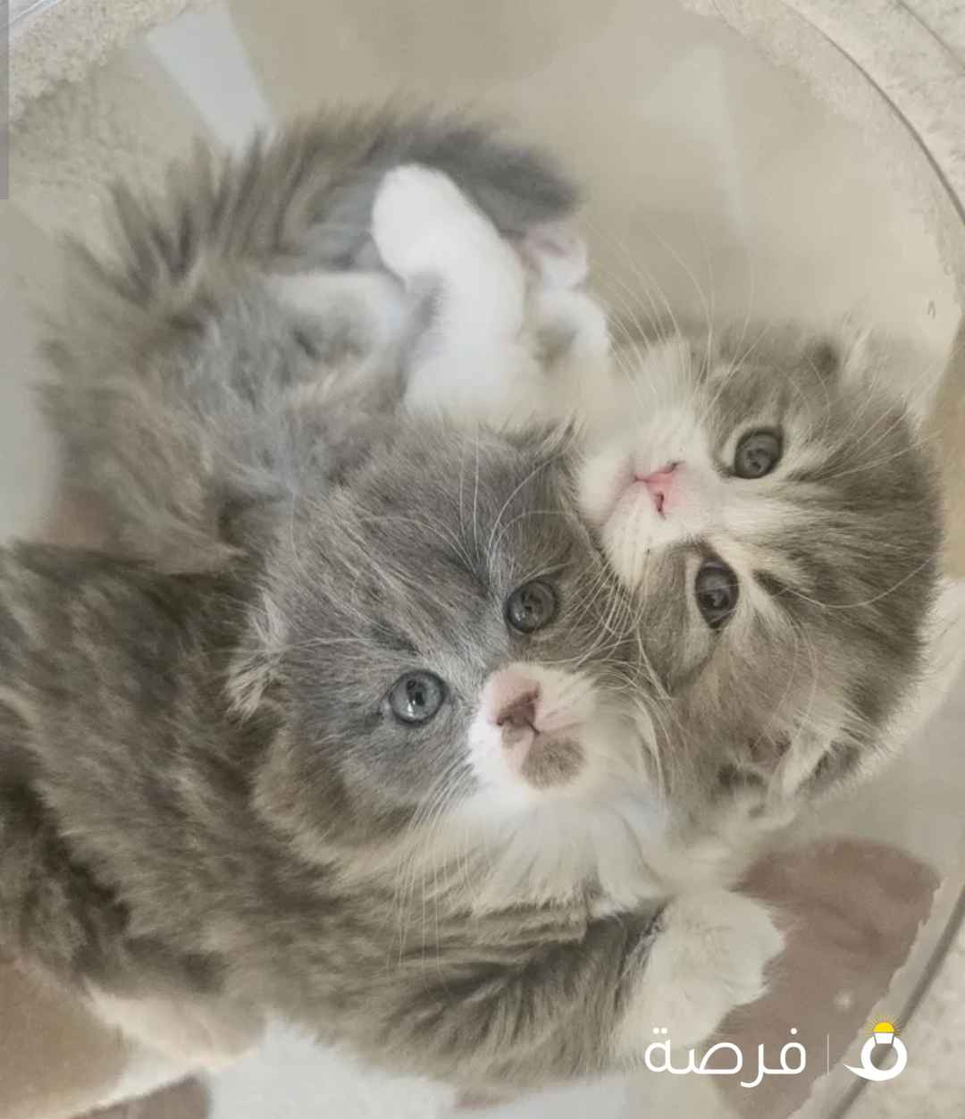 قطط باي كولور