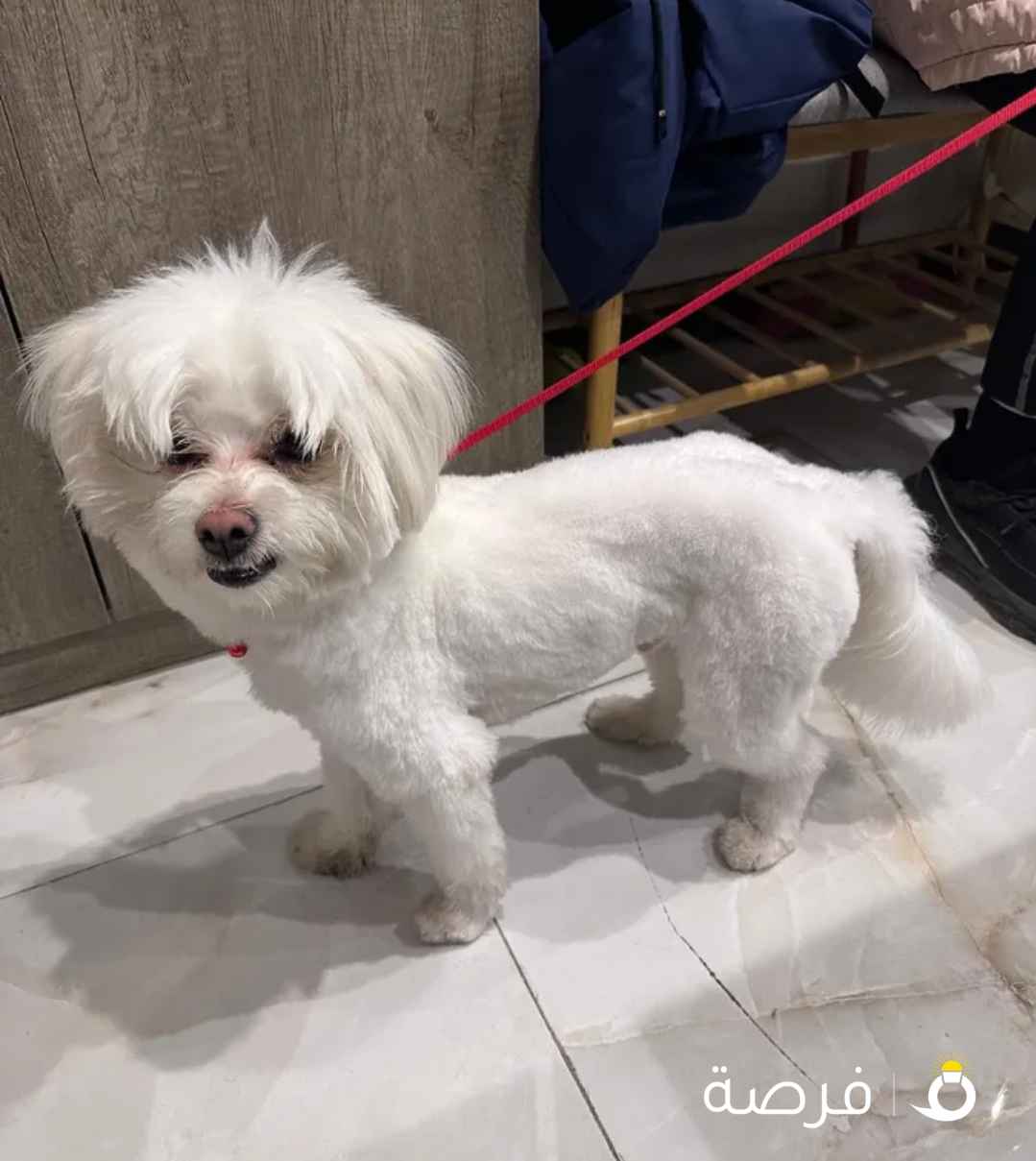 وجدت كلب مفقود في الجابريه