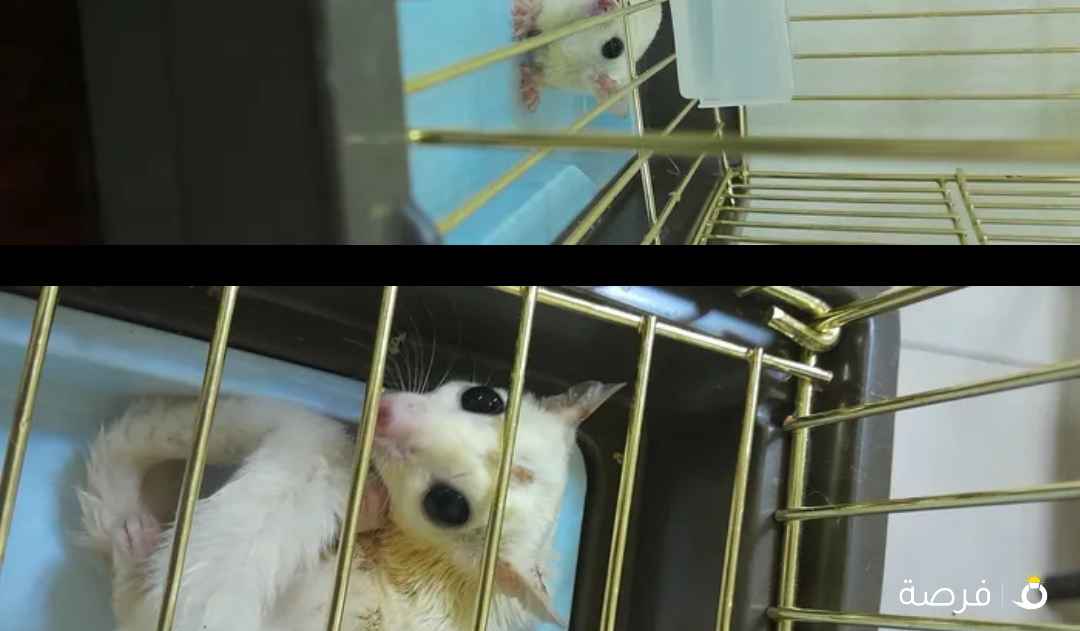 شقر قلايدر لون أبيض ألبينو