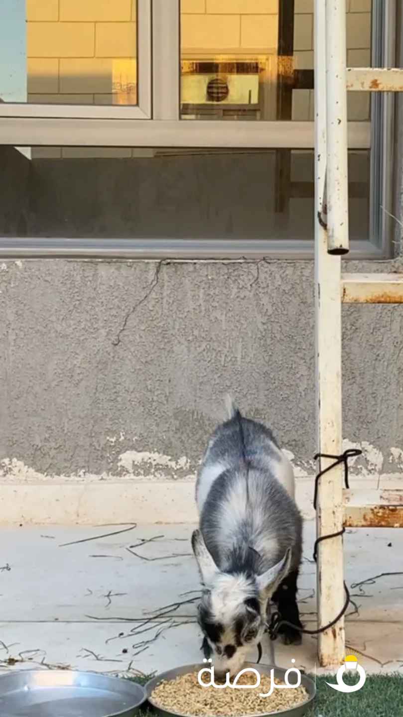 للبيع تيس جيكي