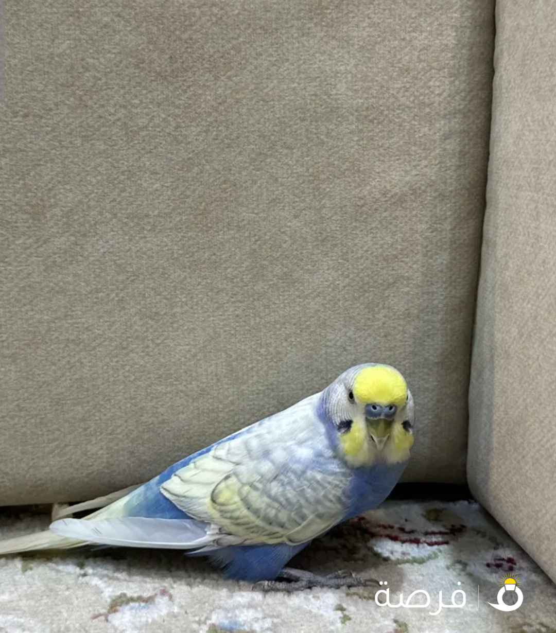 بغبغا للبيع على السوم