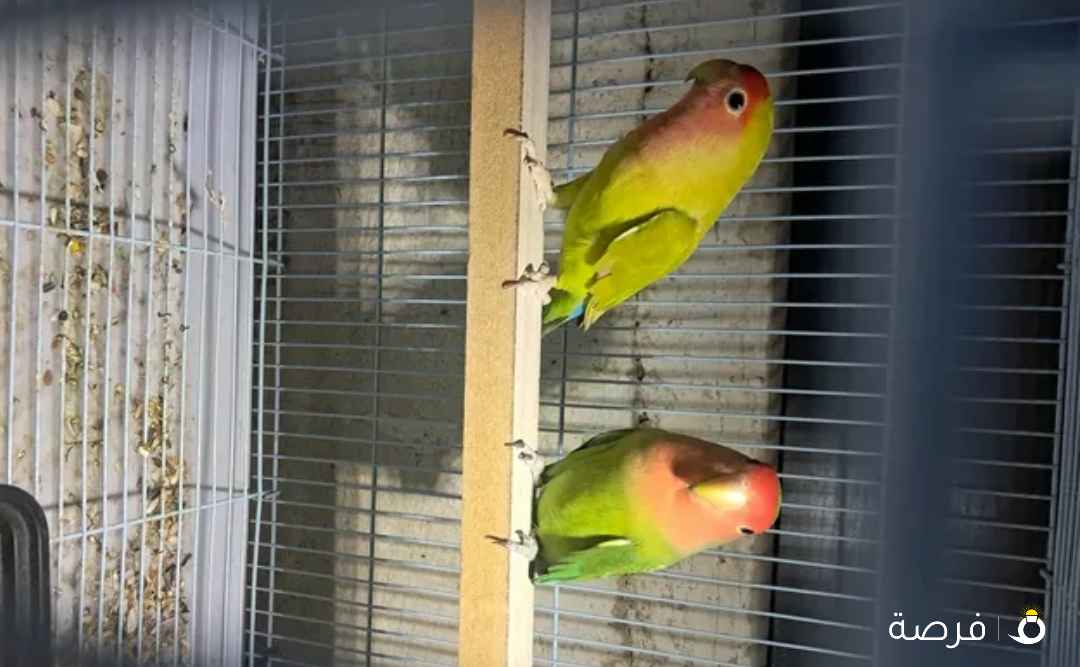 African lovebird pair