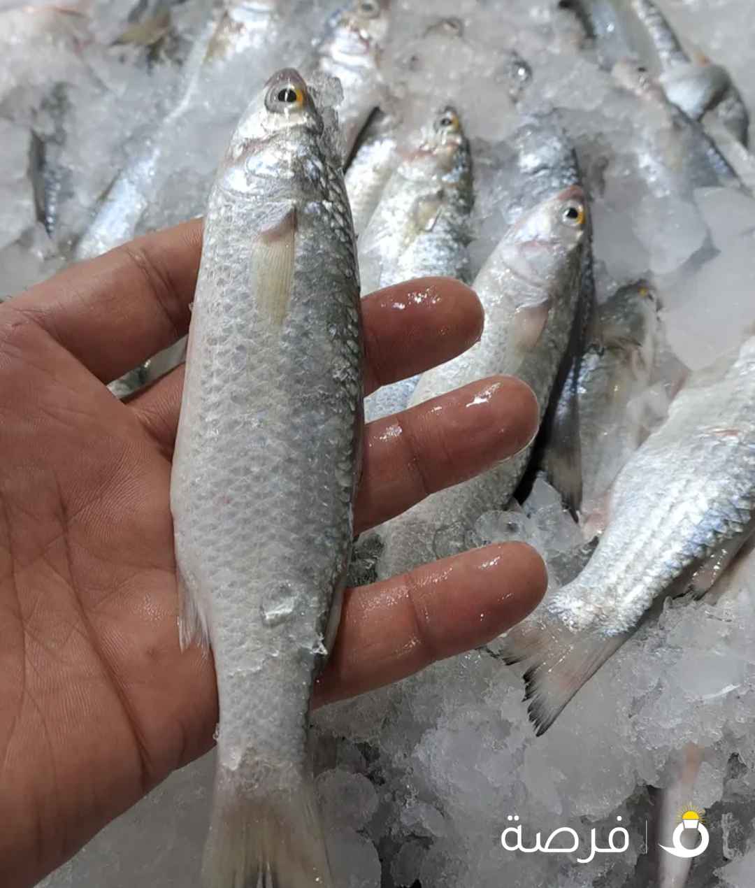 سمك طازج يوميا من البحر الي البيت لسنا الوحيدون ولكننا بفضل الله متميزون