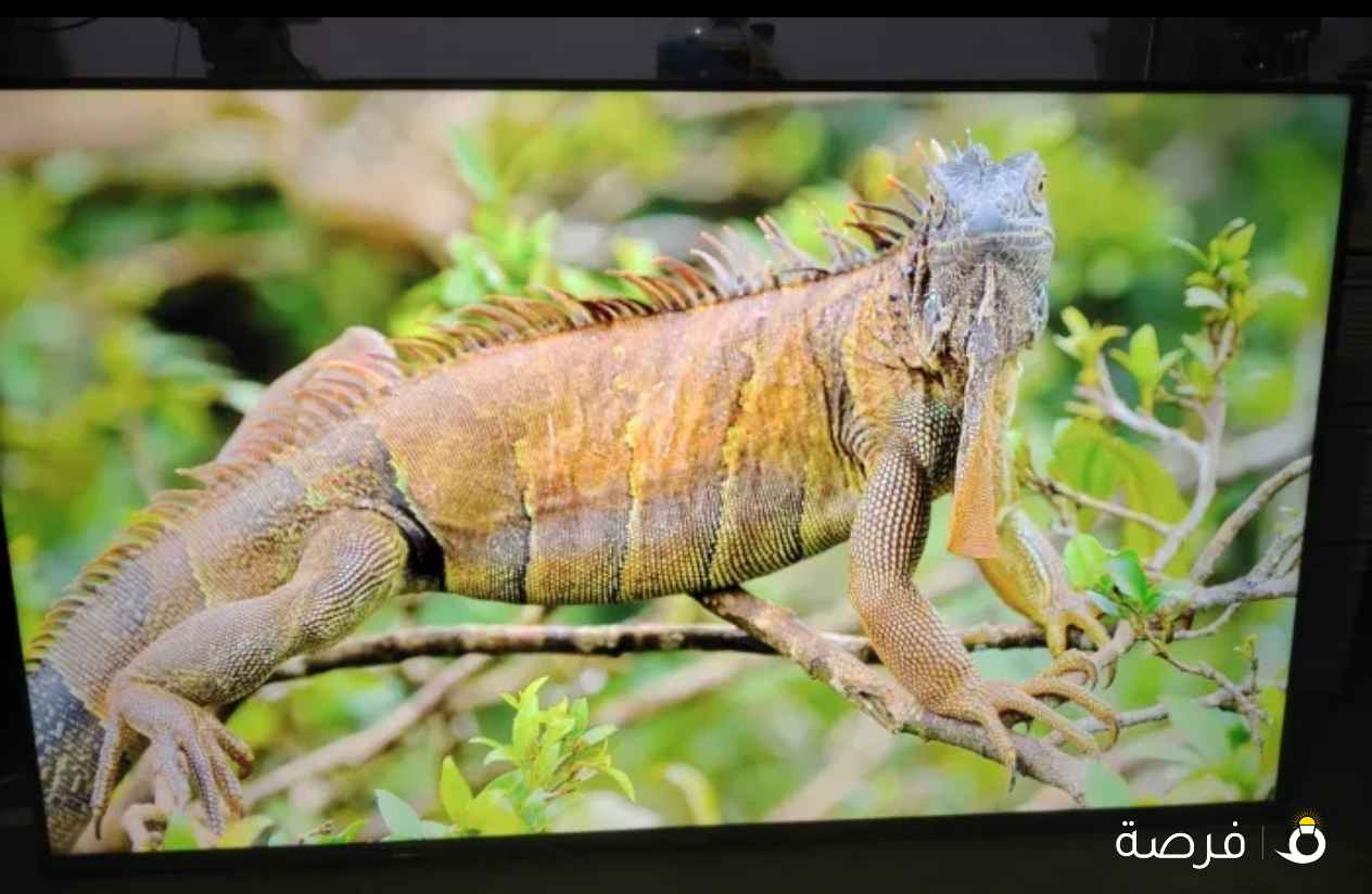 شاشة ونسا 50 بوصة شبة جديدة سمارت أندرويد ريسفر دخلي