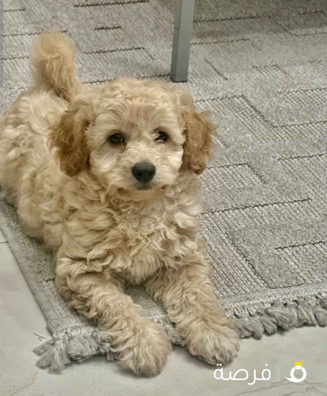 جرو بودل عمر شهرين