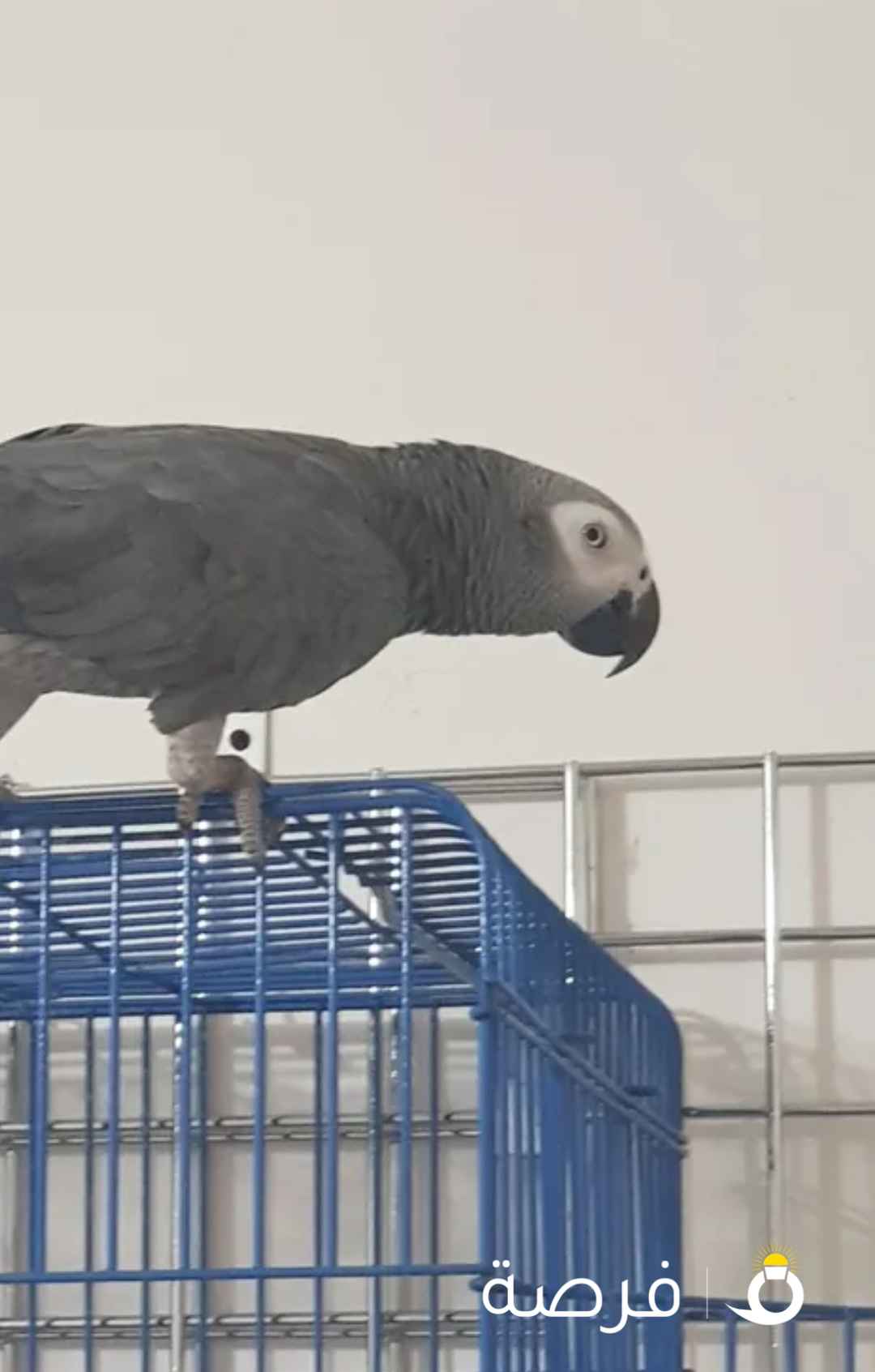 للبيع كاسكو يتكلم جمل جاي من السعوديه نهايته للصامل