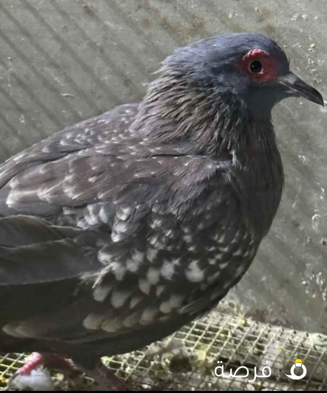 للبيع حمام ذكر ابو جفن افريقي