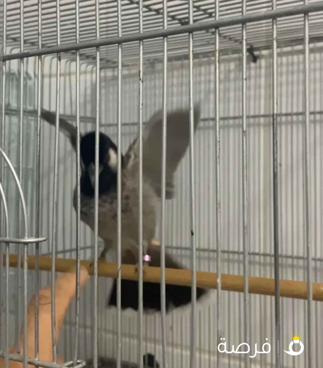 بلبل مكس حجم طيب ونغمات