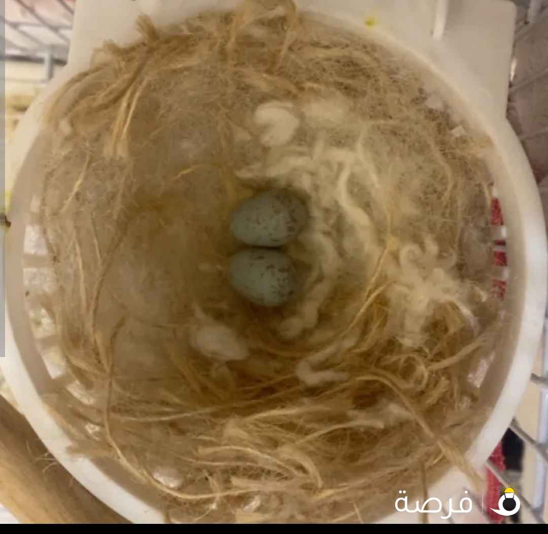 للبيع زوج كناري