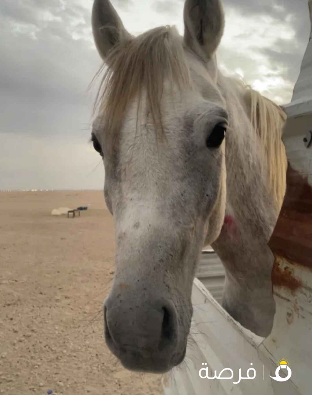 حصان بولش...