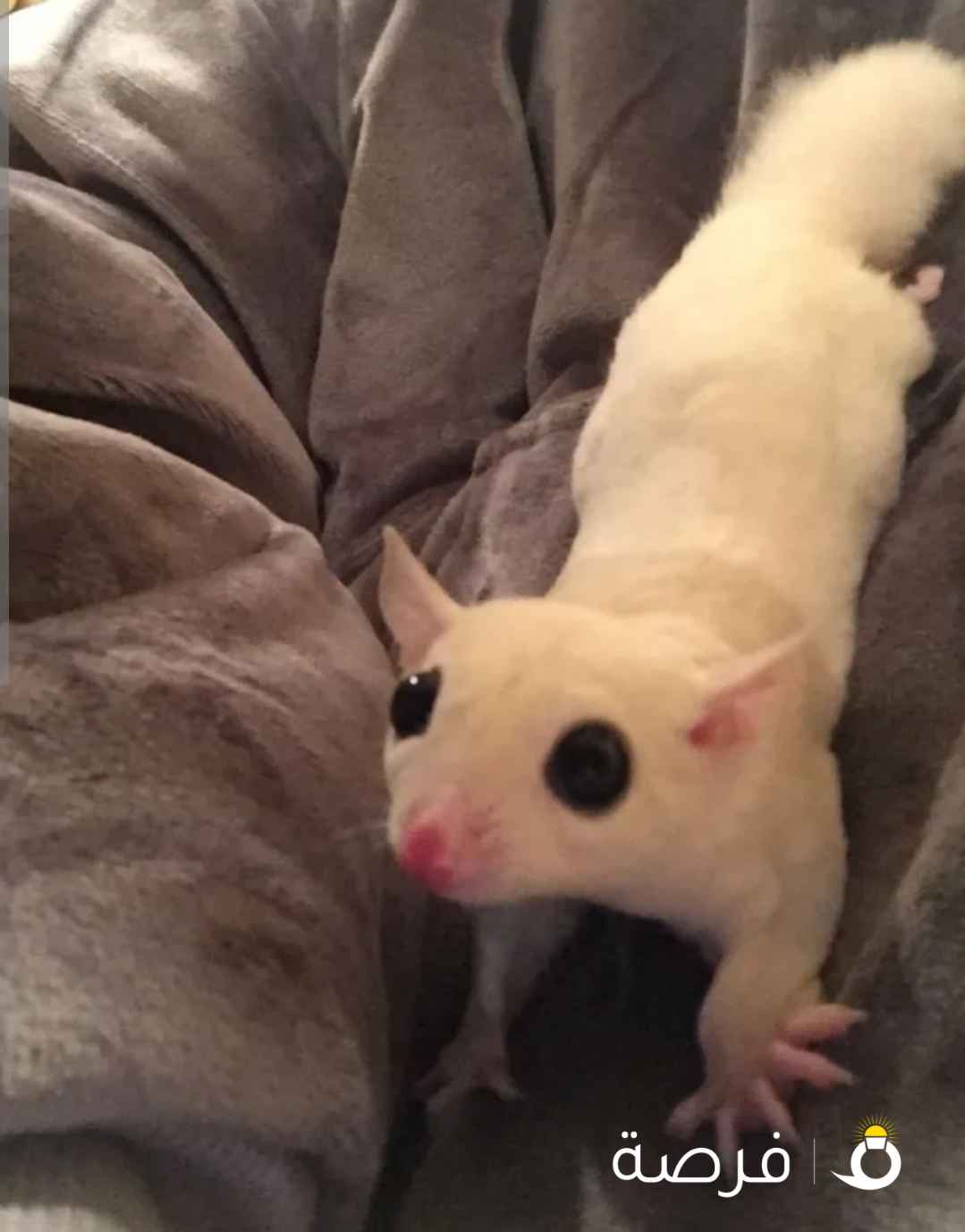 سنجاب الطائر ابيض