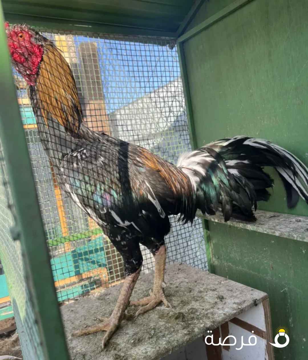 دياكة تايلند للبيع