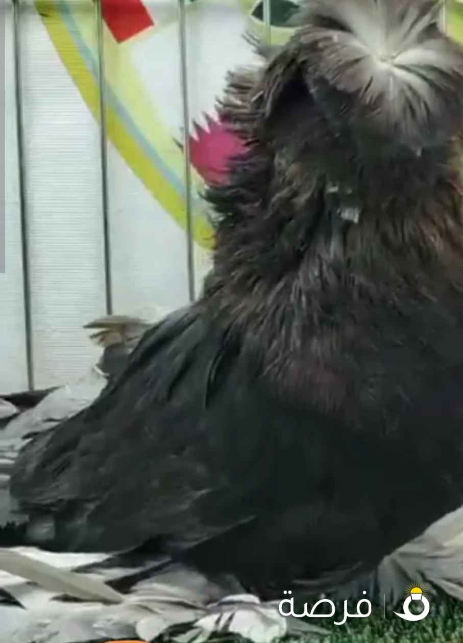 فحل بخارى 2025