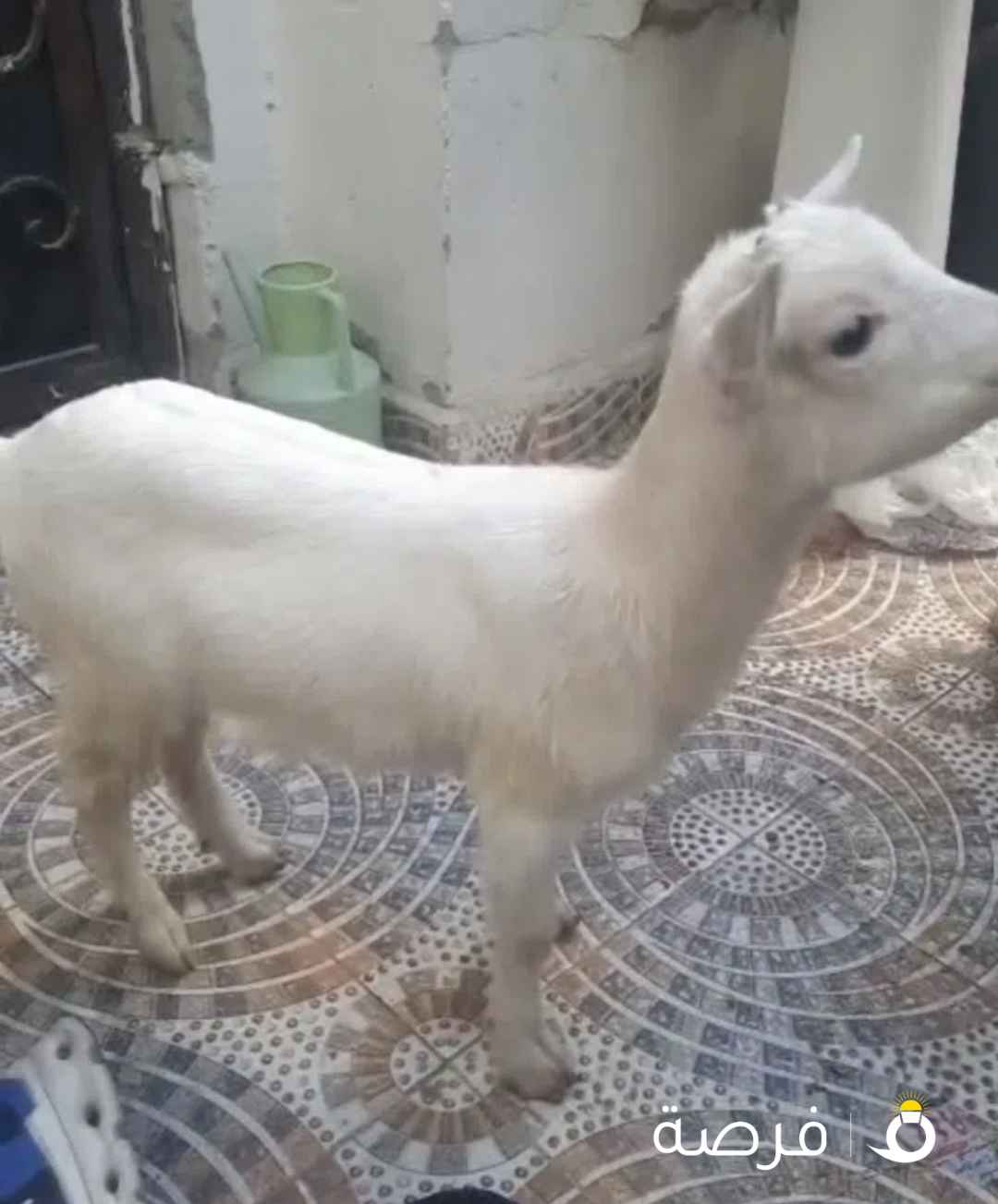 ماعز بلجيكيه للبيع