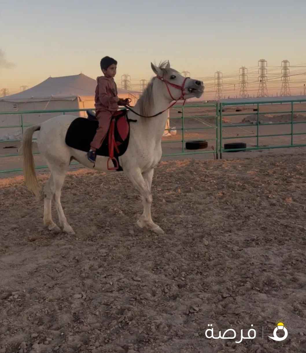 للبيع فرس بلدي