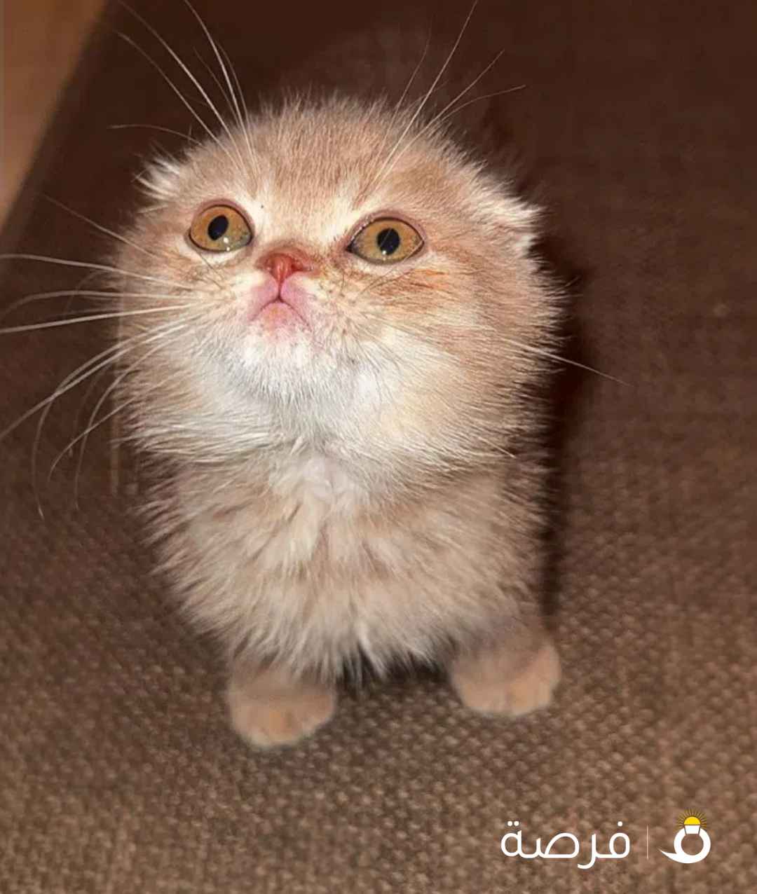 3 قطط ذكور الواحد ب40 وقابل للمساومه