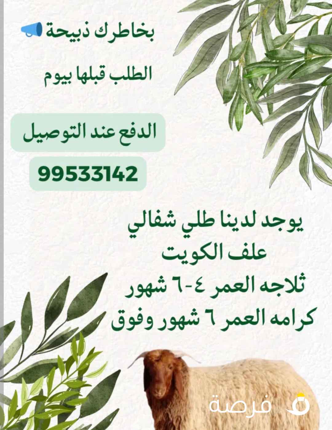 بخاطرك ذبيحة أجود الطليان الشفالية بين يديك