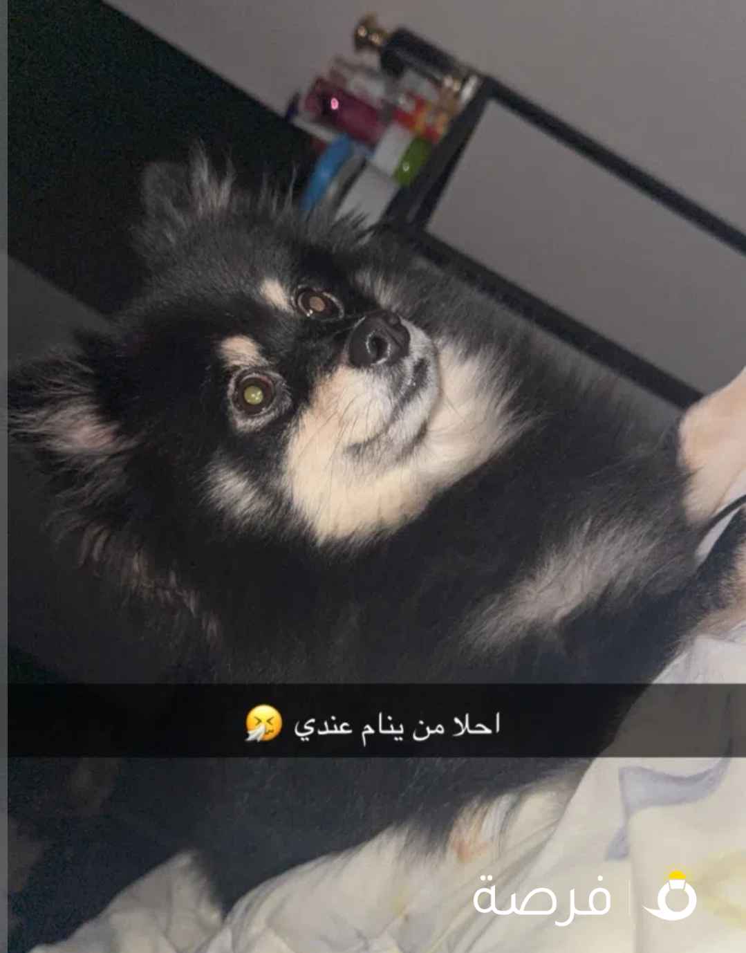 كلب بمرينين للبيع السبب لا أملك عيشه مناسبه له