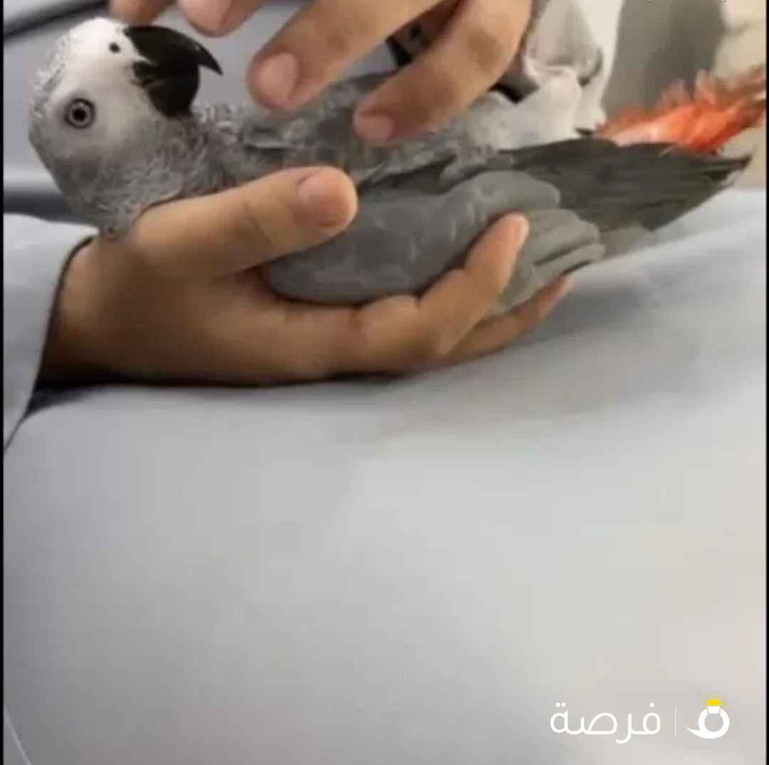 ببغاء/ كاسكو