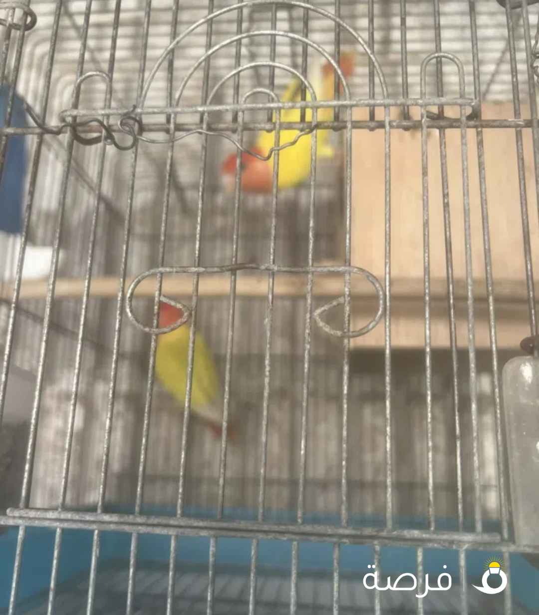 للبيع طيور