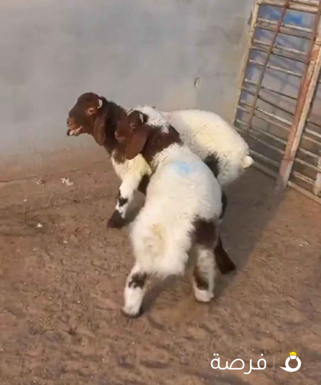 لدينا جميع انواع الذبايح مفطح قوايم ثلاجة قعدان أسعار مناسبة مع خدمة التوصيل والذبح مجانًا