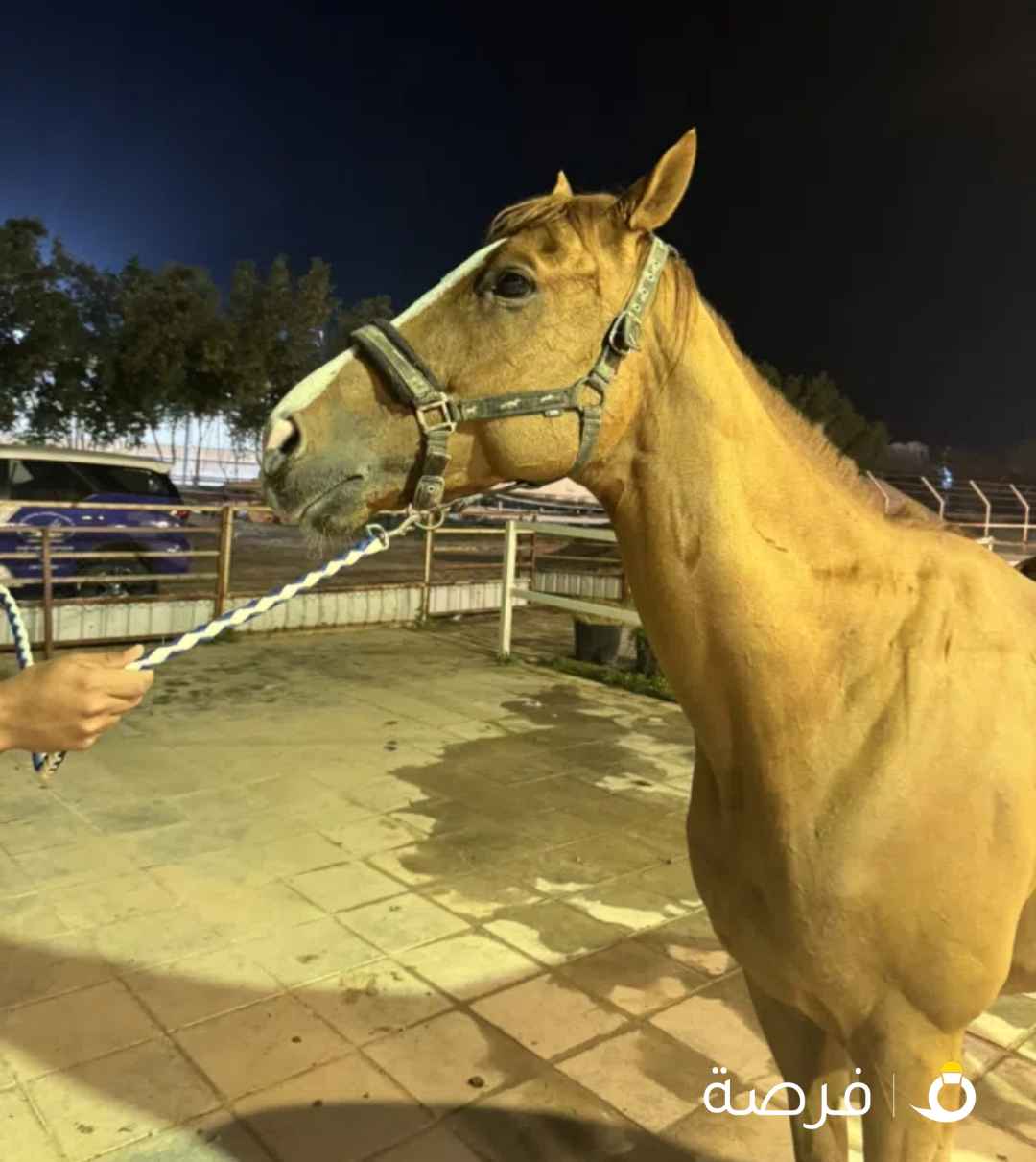 خيل انقليزي خصي للبيع