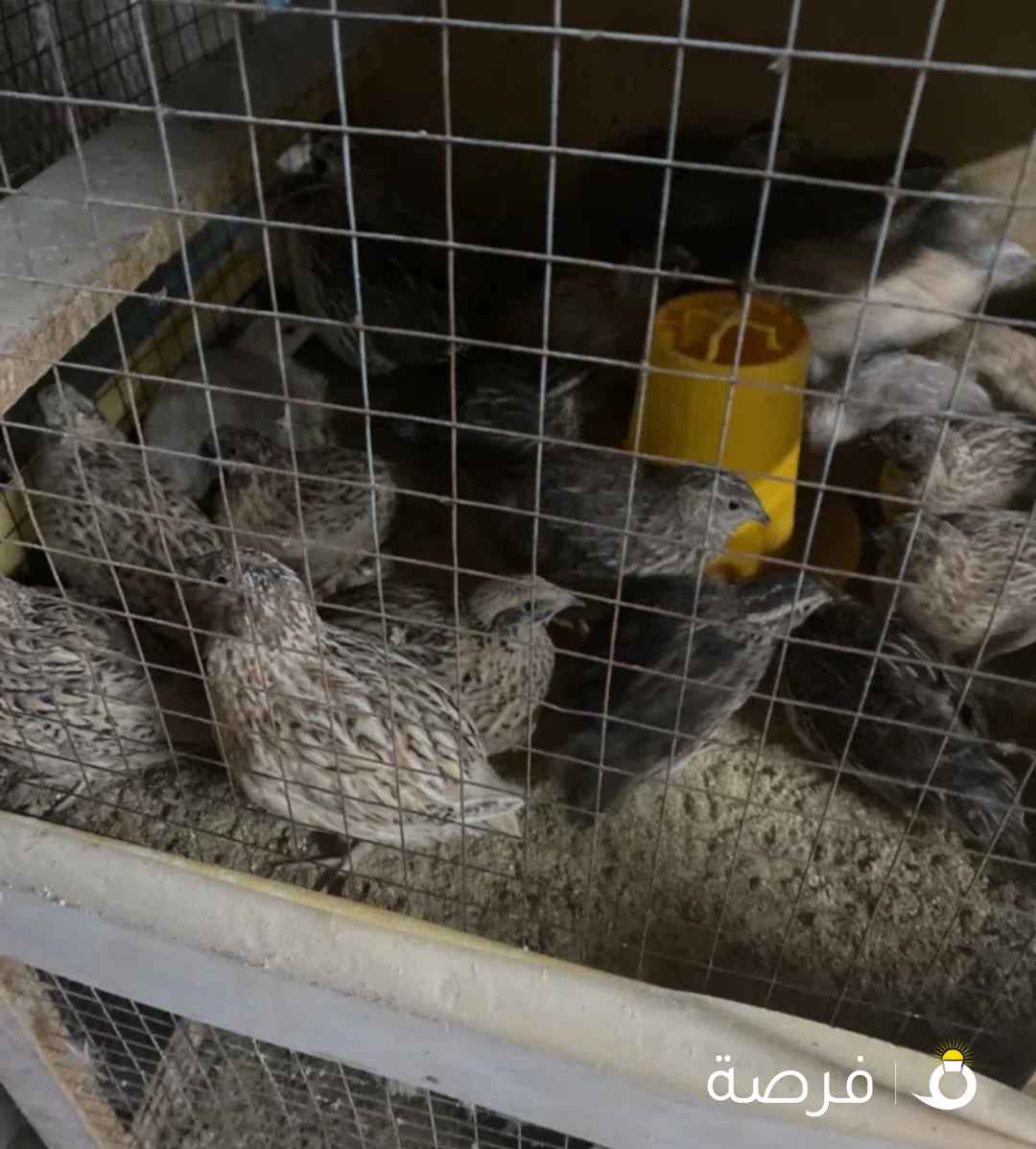 فري مو مطعم