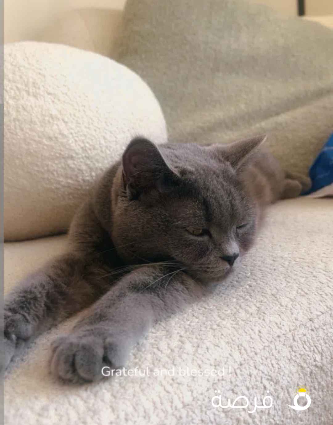 قطاوه للبيع