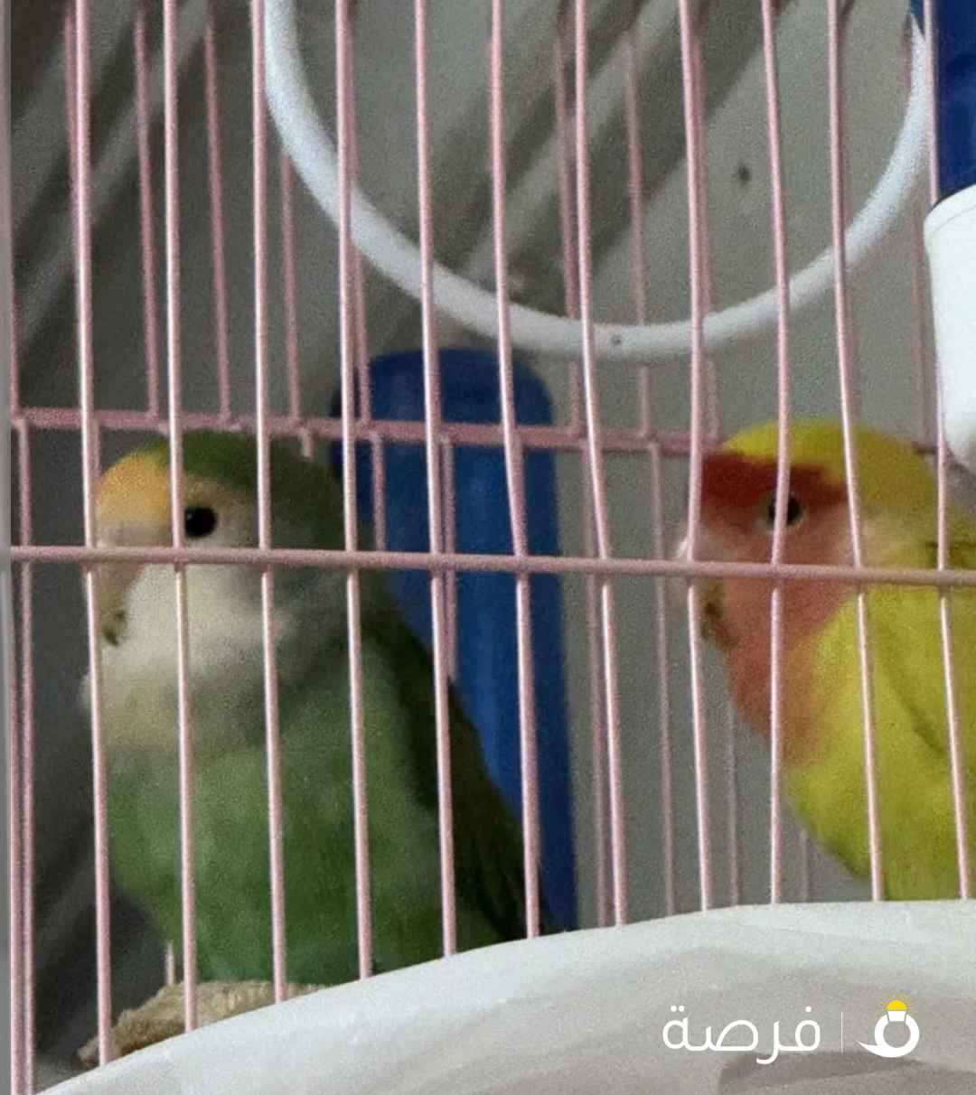 طيور روز بألوان رائعه