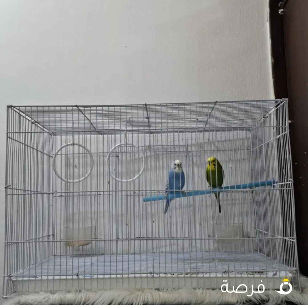 عصفورين مع قفص كامل و أكل