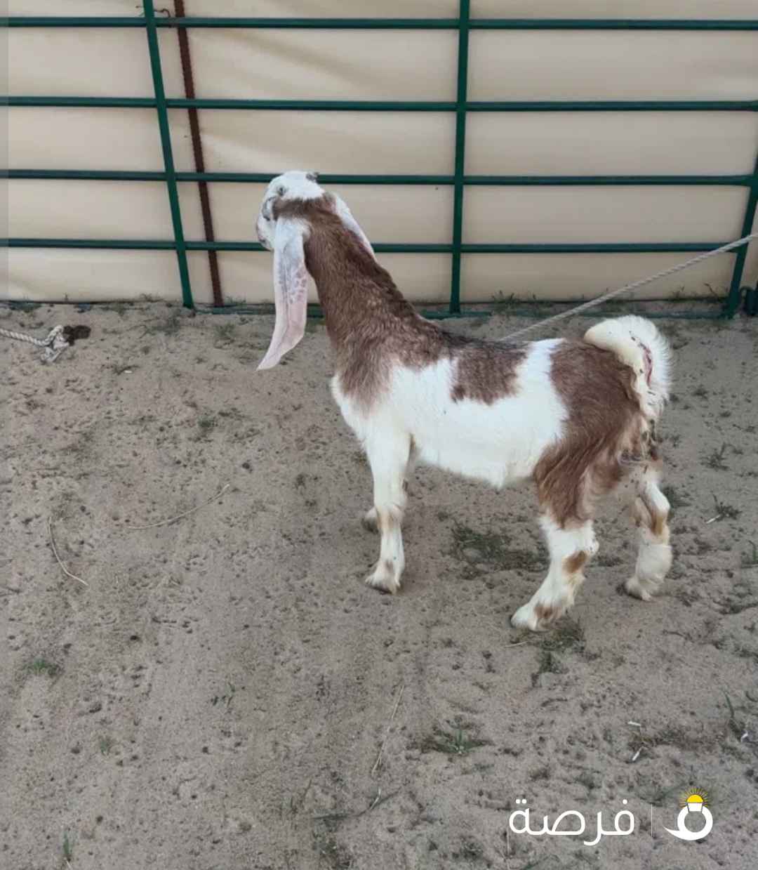 تيس طيب شهرين ونص