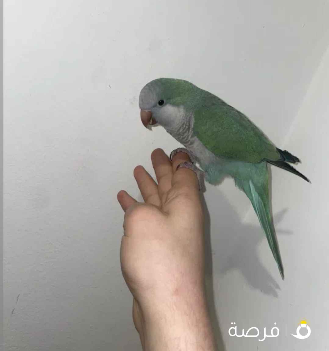 ببغاء الكويكر ازرق نادر اقرأ الوصف