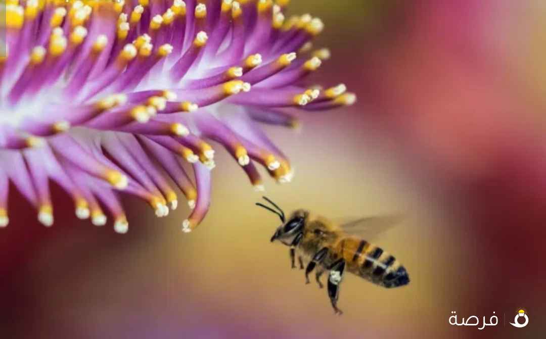 عسل جبلي صافي