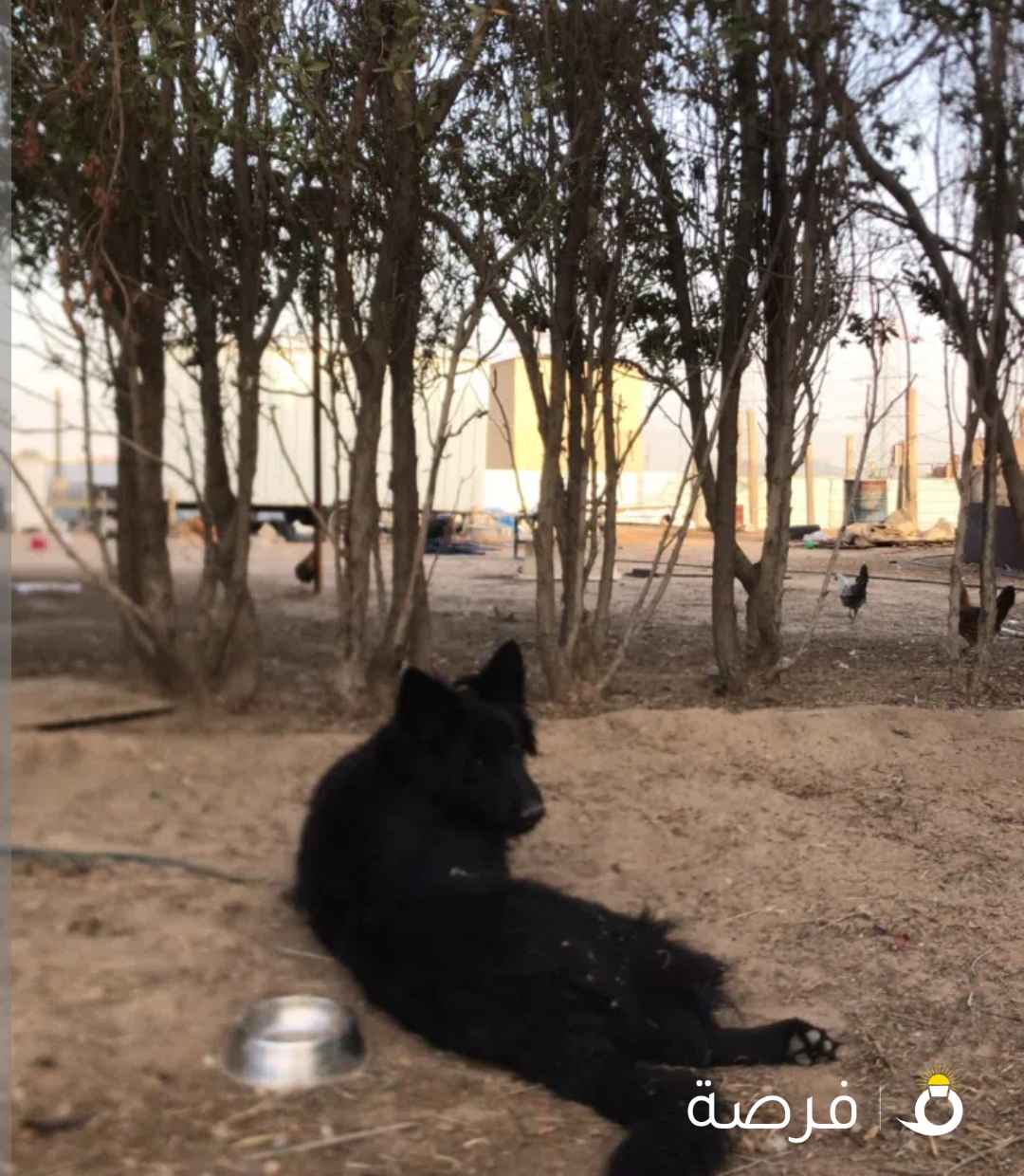 للبيع جيرمن شيبرد رويال بلاك اكسترا لونج هير