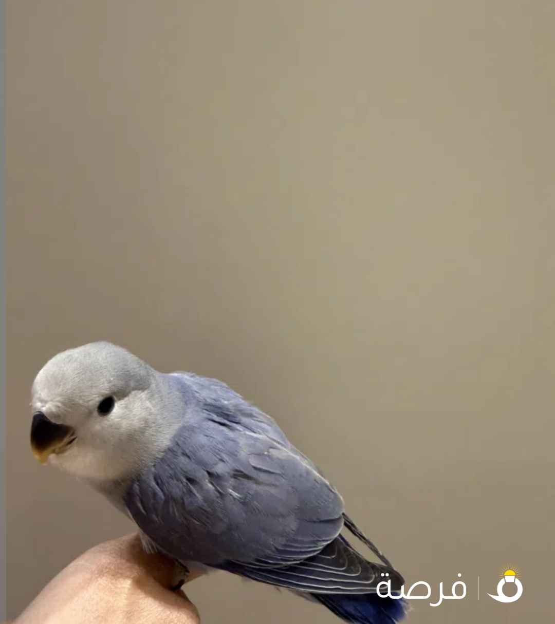 للبيع طير لوف بيرد ربوه نهاية عس