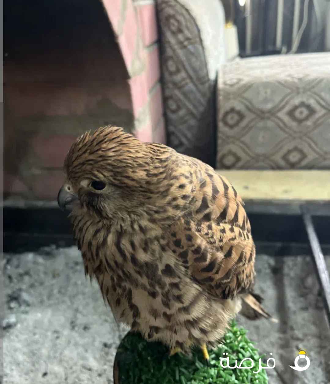 شرياص طيور جارحه