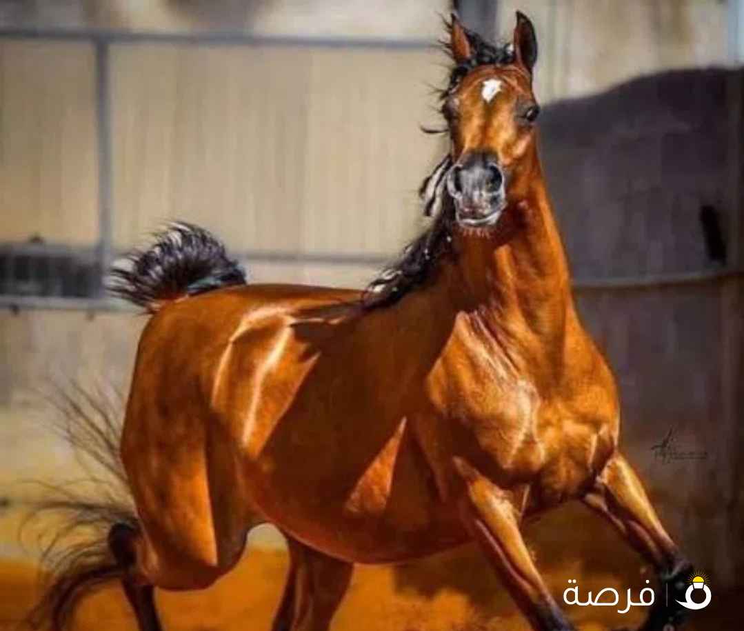 مطلوب خيل مصري