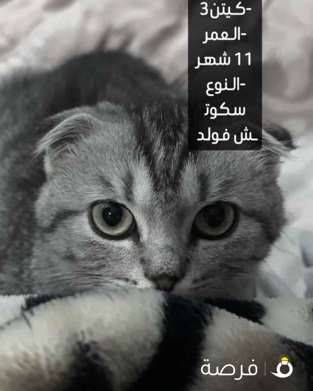 تبني قطط سكوتش