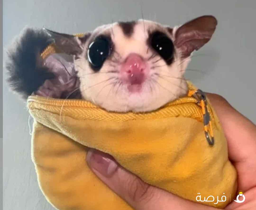 شوقر قلايدر انثى سنجاب طائر تحب الناس