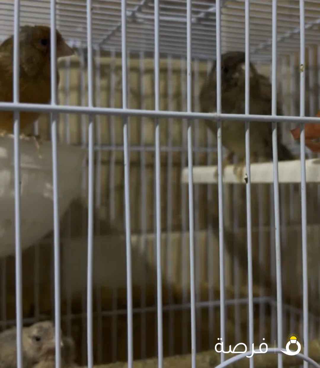 زوج كناري منتجيين