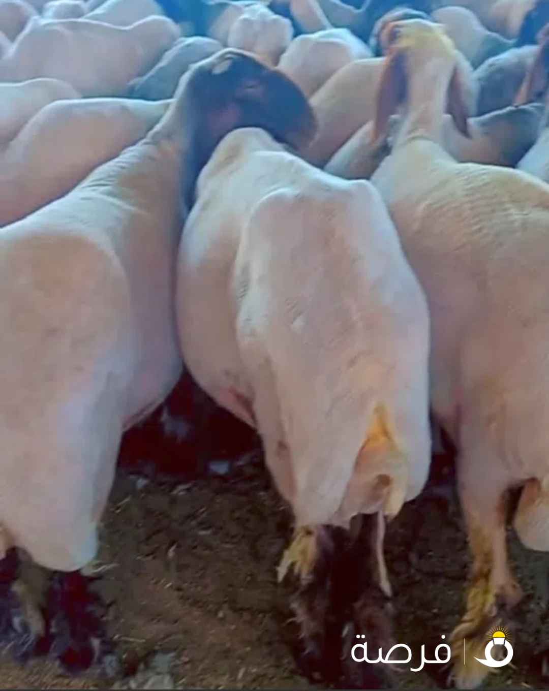 حلاقه غنم وتقليم اظافر