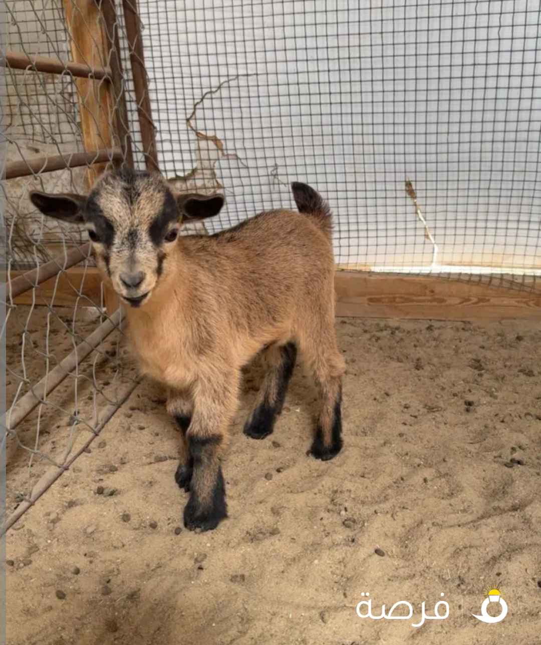 للبيع جيكي قزم