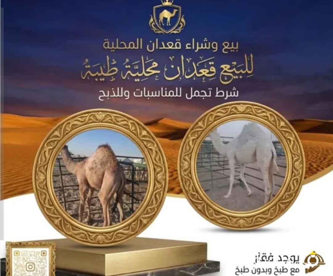 للبيع قعدان محليه