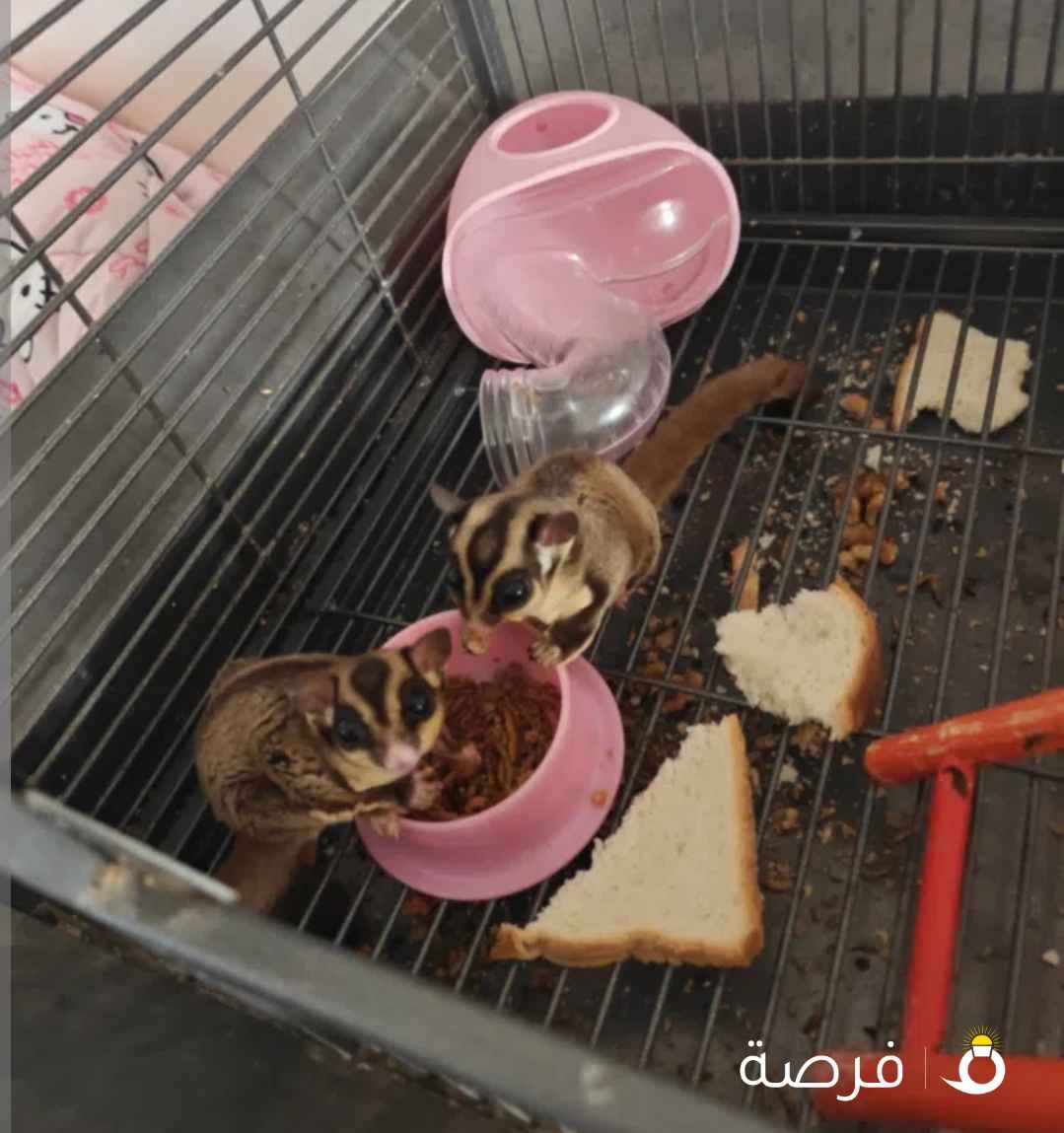 سنجاب شوقر قلايدر