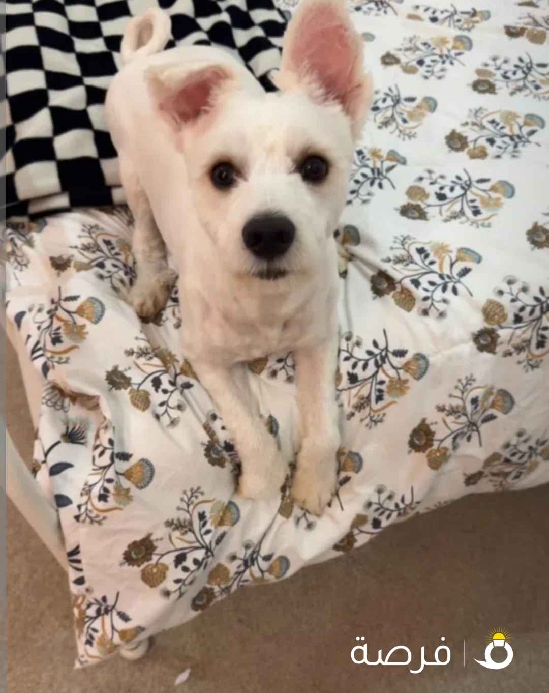 كلب للبيع نوع مالتيز عمره تقريبا سنه بيعه سريعه