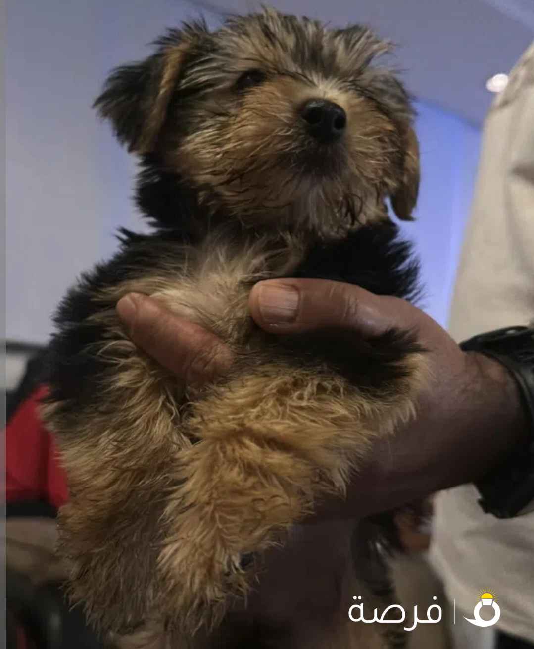 نثية يورك شاير مواليد شهر ⁦⁦11⁩⁩ مطعمة وتربية بيت