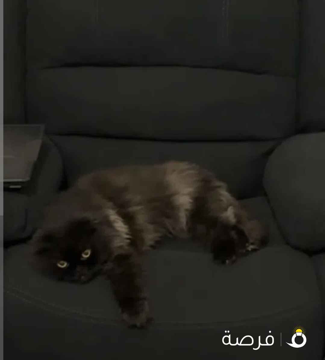 التبني سكوتش فولد ذكر