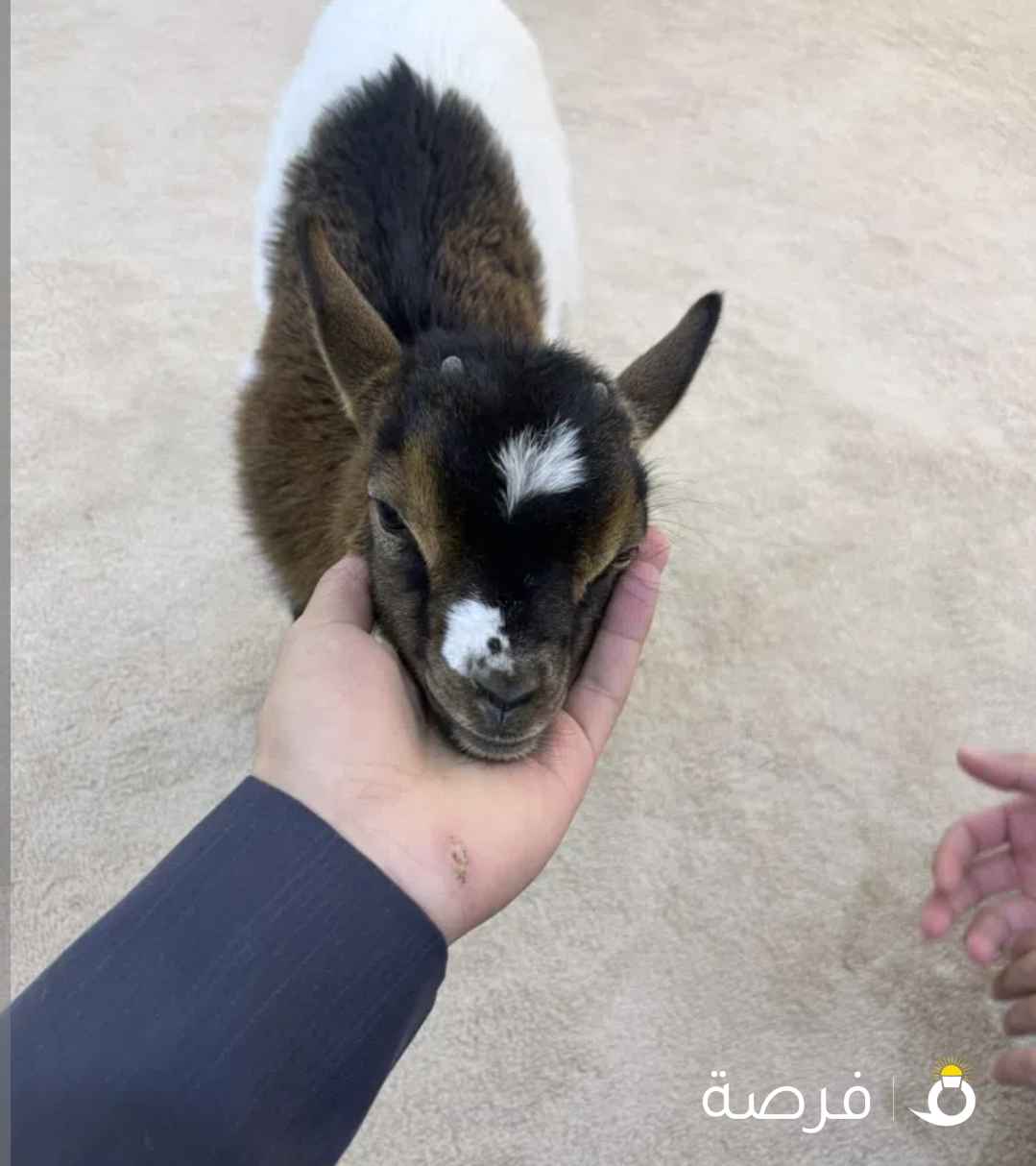 للبيع ماعز تشيكي العمر ⁦⁦5⁩⁩ شهور على السوم